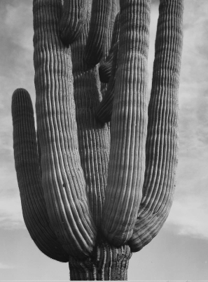 Home Category Cactus